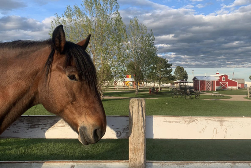 Family Fun at Old MacDonald's Farm! Family Four-Pack for ONLY $37.00!