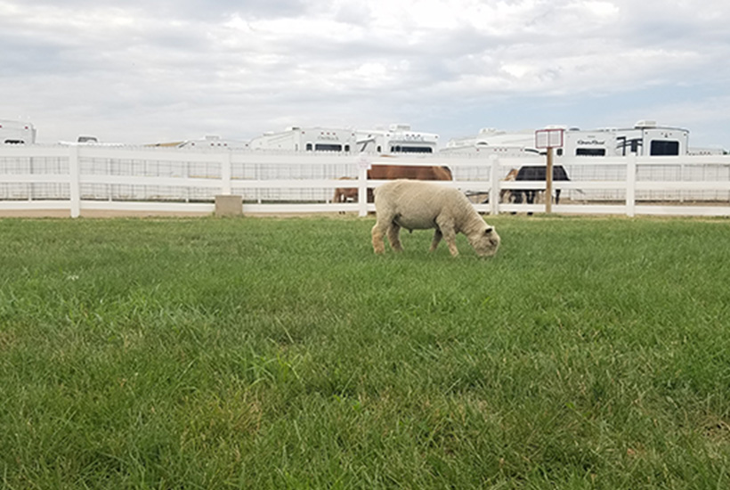 Family Fun at Old MacDonald's Farm! Family Four-Pack for ONLY $37.00!